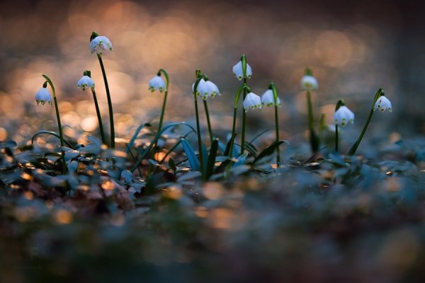 Макросъемка природа ночь