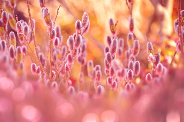 Верба макро