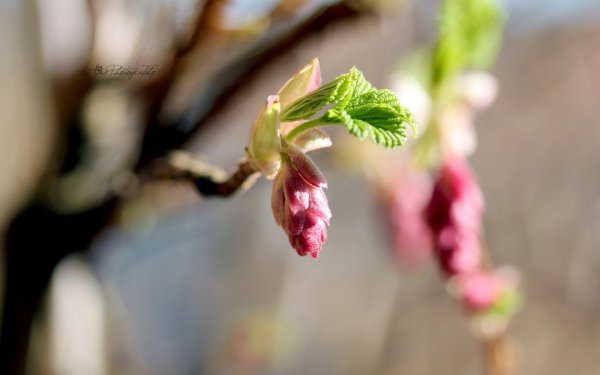 Весна апрель
