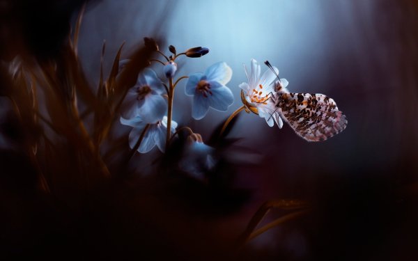 Цветы макро