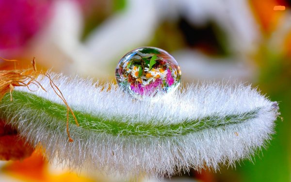 Макросъемка природа