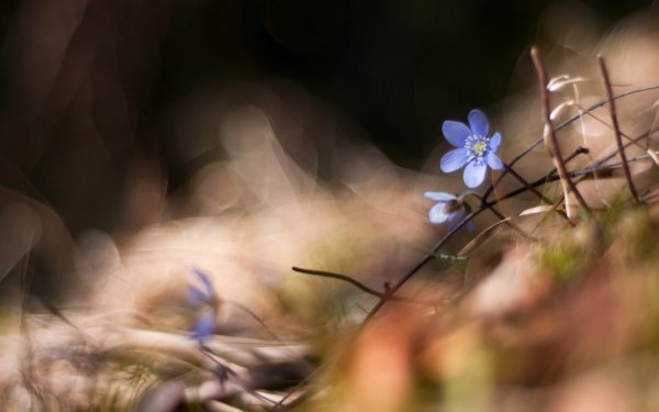 Макросъемка Весна