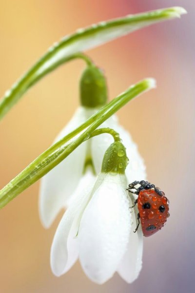 Божья коровка на цветке