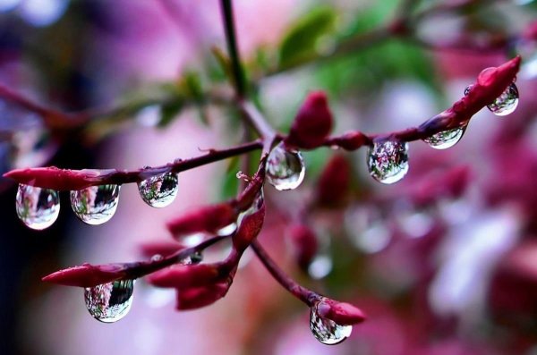 Роса на цветах