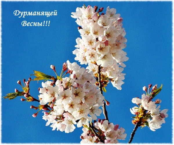 Цитаты про весну
