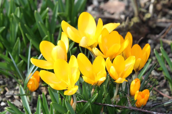 Лесной жёлтый Крокус цветы