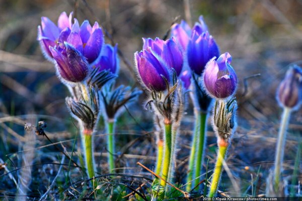 Расцветающие растения весной