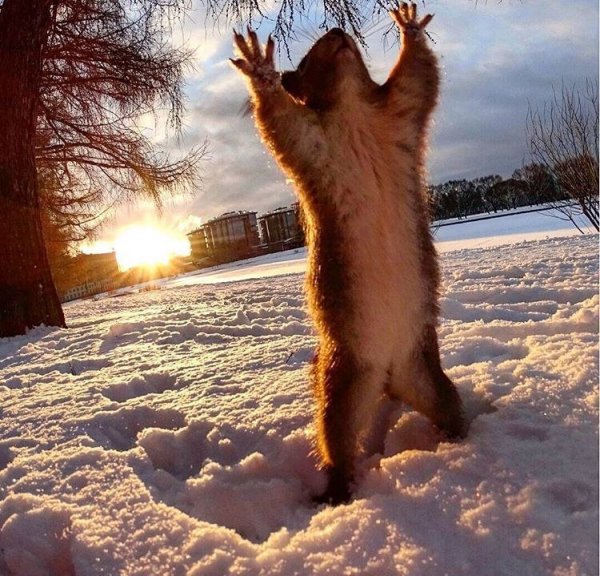 Весна и котики