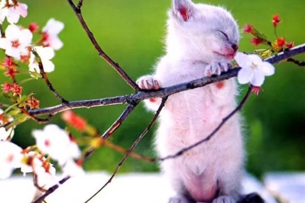 Весна и мартовские коты