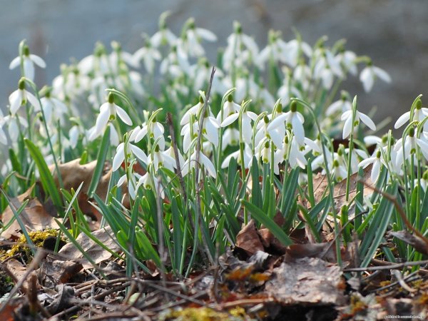 Первоцветы - подснежники, Ландыши?