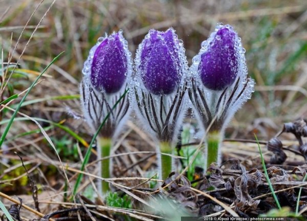 Расцветающее растение