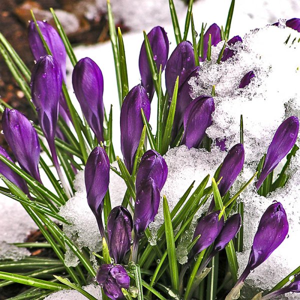 Гиацинты и подснежники