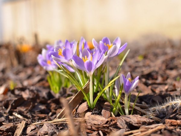 Первоцветы (подснежники, крокусы, гиацинты).