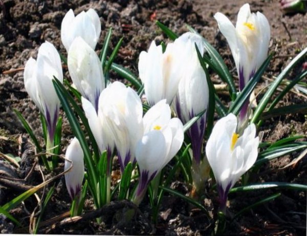 Ранний белый цветок