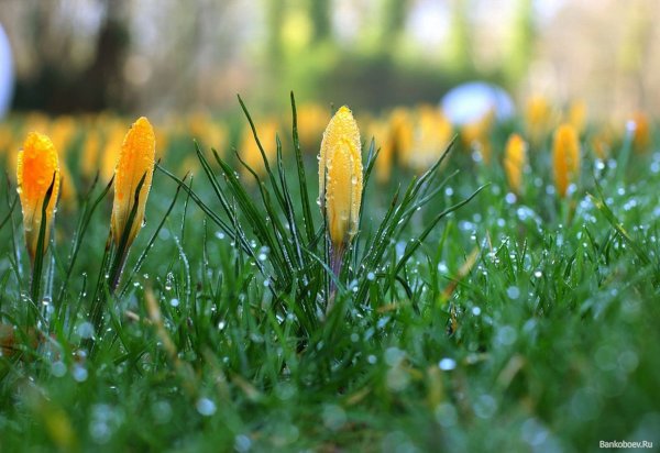 Солнечная Весна