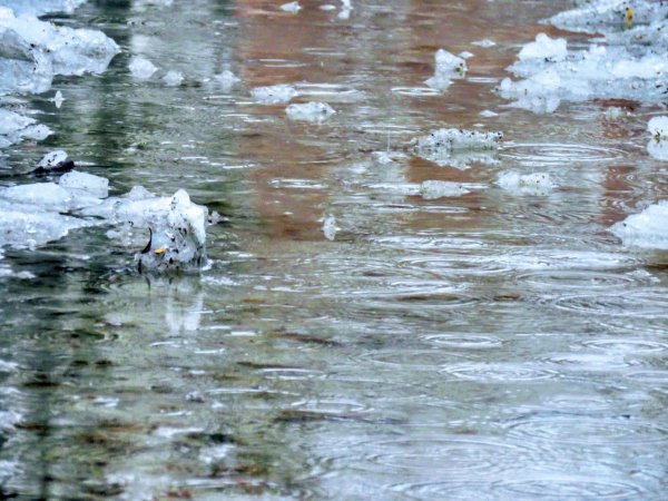 Дождь за окном весной