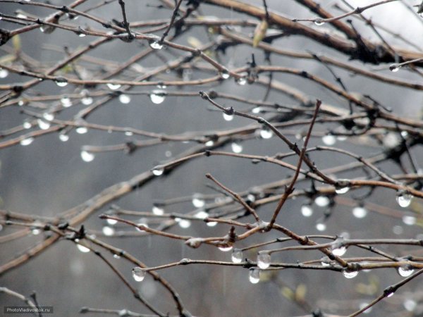 Весенний дождь