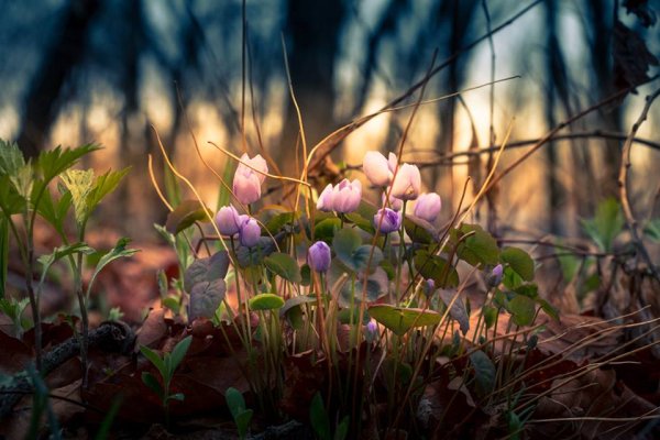 Весенний фотоконкурс