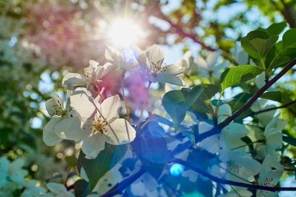 Весенний фотоконкурс