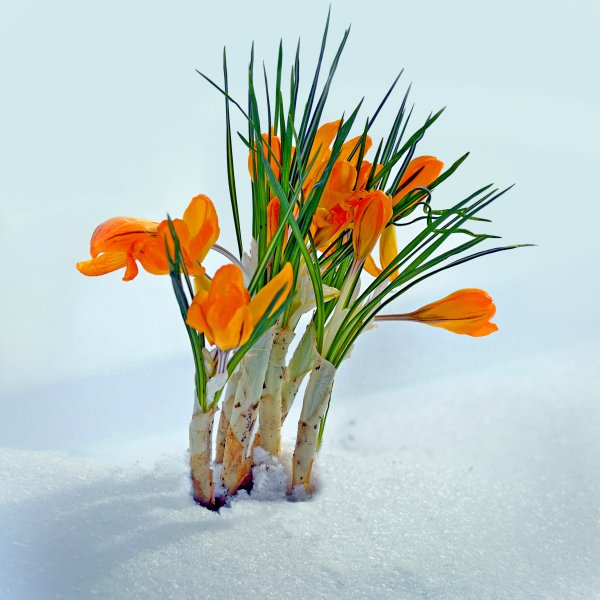 Конкурс цветы весны