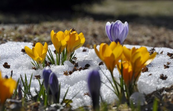 Фотоконкурс ранняя Весна