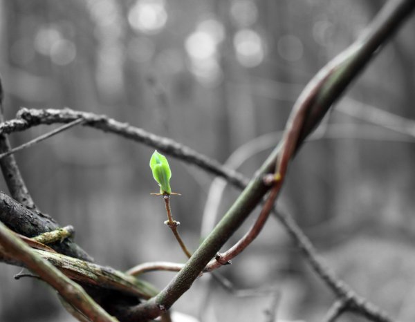 Весна картинки первый день весны