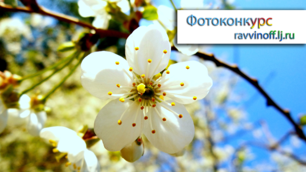 Фон фотоаппарат