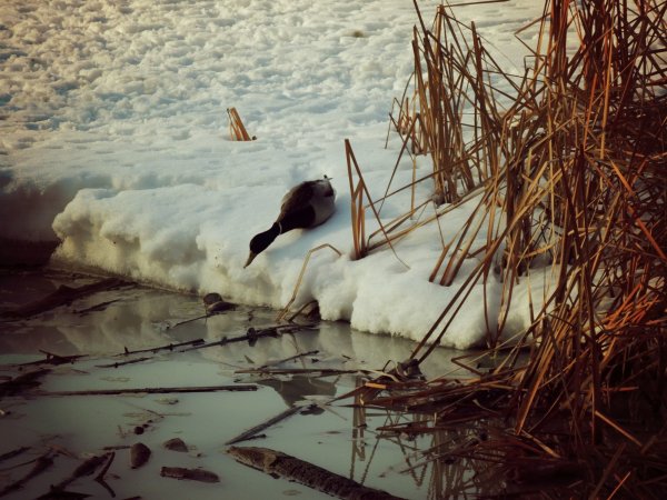 Фотоаппарат лето