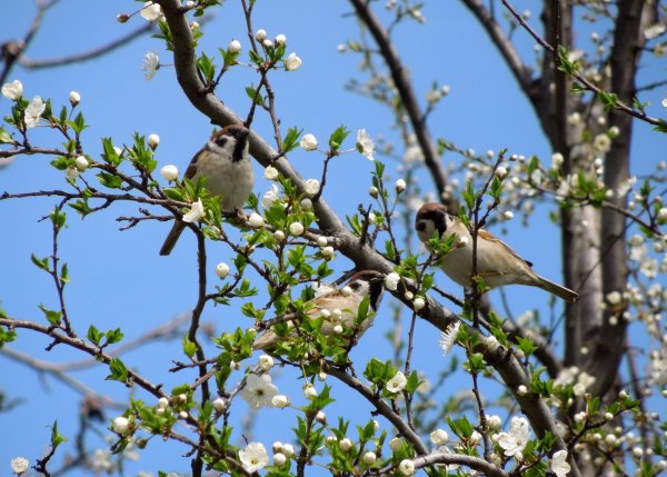 Фотоконкурс Весна пришла