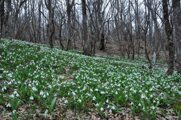 Фотоконкурс Весна