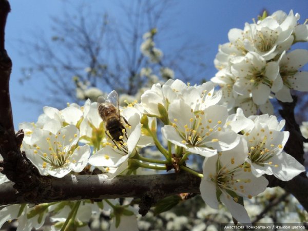 Фотоконкурс Весеннее Вдохновение