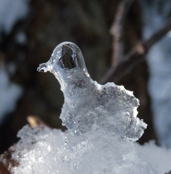 Много птиц на ветке
