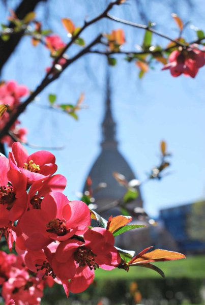 Весна, Италия, Турин