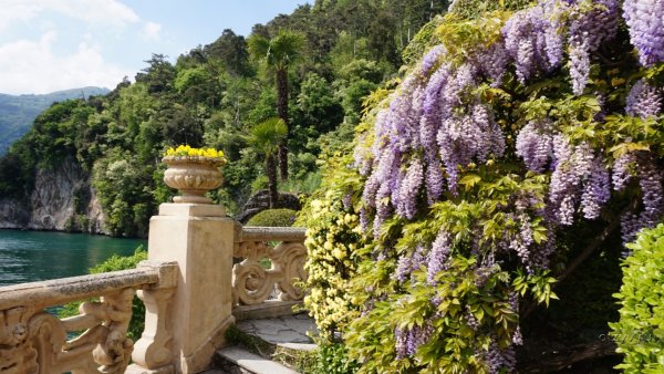 Озеро Гарда цветы