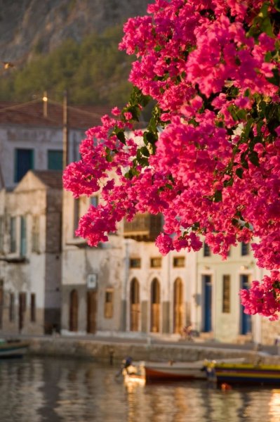 Цветущее дерево в Греции