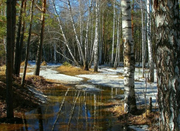Весна проталины подснежники природа