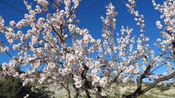 Название на итальянском Весенняя