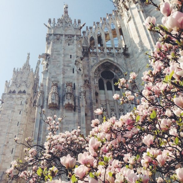 Магнолия Дуомо Милан