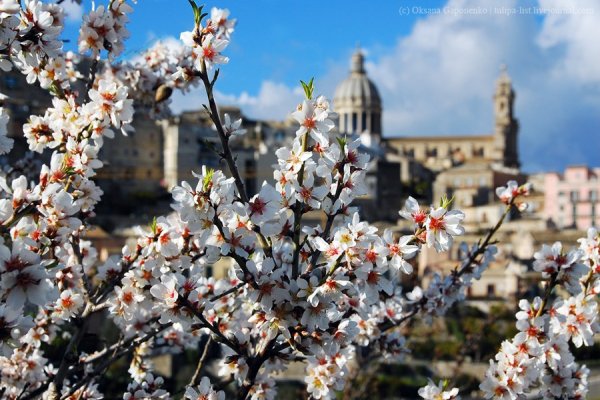 Цветение миндаля Италия