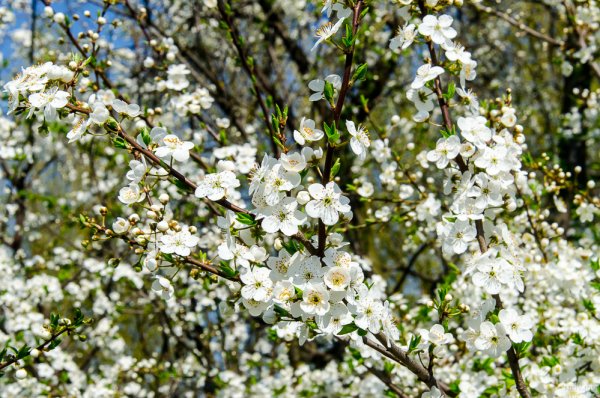 Минск Весна картинки