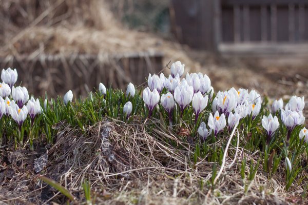Фотографии Яндекс Весна