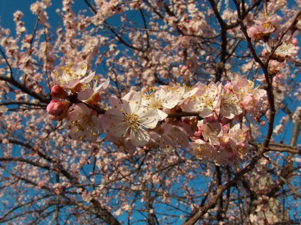 Весна в лесу Беларусь