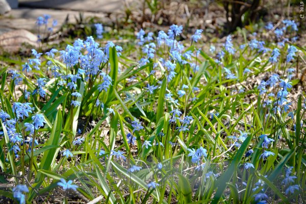 Трястеница Беларусь