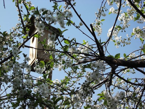 Минск Весна белый