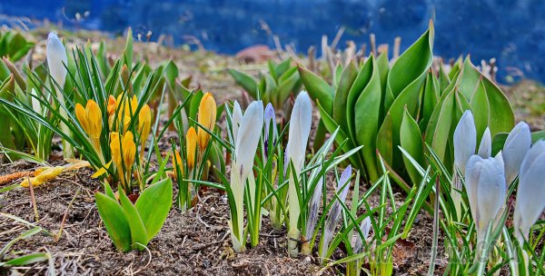 Природа России Весна