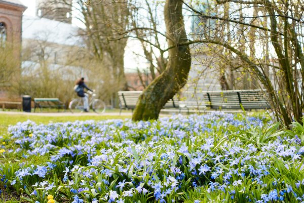 Ранняя Весна май