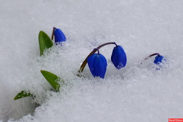 Крокусы и подснежники