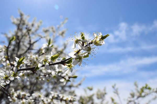 Белая Весна