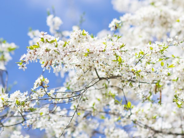 Пролеска Сибирская Крокус