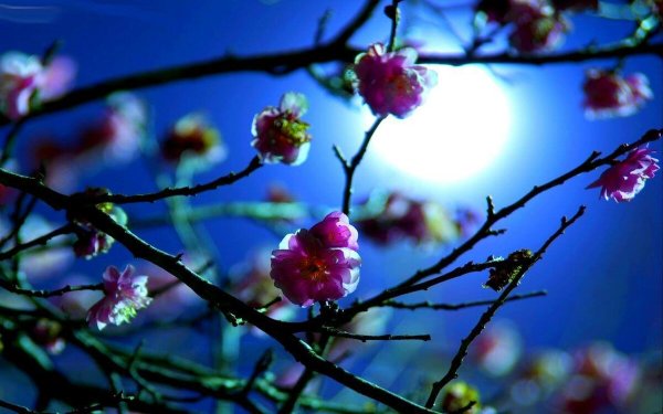 Весенняя ночь